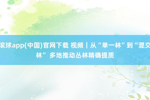 滚球app(中国)官网下载 视频｜从“单一林”到“混交林” 多地推动丛林精确提质