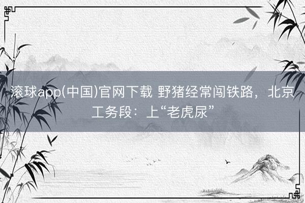 滚球app(中国)官网下载 野猪经常闯铁路,北京工务段:上“老虎尿”
